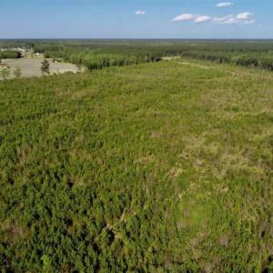 Photo of REDUCED!  218 Acres of Hunting and Timber Land For Sale in Gates County NC!