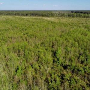 Photo of REDUCED!  218 Acres of Hunting and Timber Land For Sale in Gates County NC!