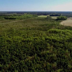 Photo of REDUCED!  218 Acres of Hunting and Timber Land For Sale in Gates County NC!