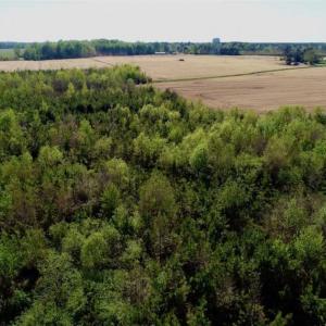 Photo of REDUCED!  218 Acres of Hunting and Timber Land For Sale in Gates County NC!