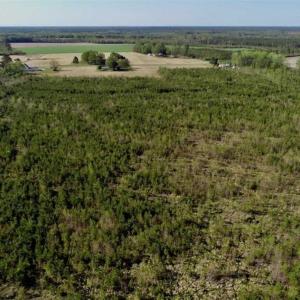 Photo of REDUCED!  218 Acres of Hunting and Timber Land For Sale in Gates County NC!