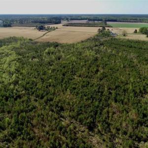 Photo of REDUCED!  218 Acres of Hunting and Timber Land For Sale in Gates County NC!