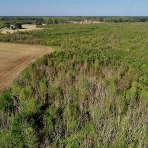 Photo of REDUCED!  218 Acres of Hunting and Timber Land For Sale in Gates County NC!