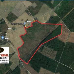 Photo of REDUCED!  218 Acres of Hunting and Timber Land For Sale in Gates County NC!