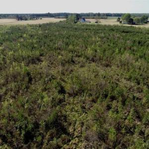 Photo of REDUCED!  218 Acres of Hunting and Timber Land For Sale in Gates County NC!