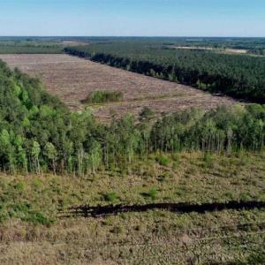 Photo of REDUCED!  218 Acres of Hunting and Timber Land For Sale in Gates County NC!