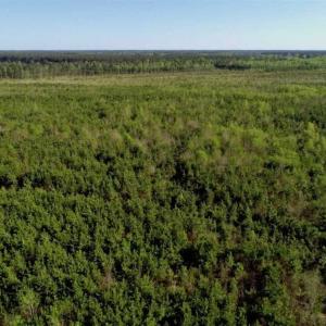 Photo of REDUCED!  218 Acres of Hunting and Timber Land For Sale in Gates County NC!