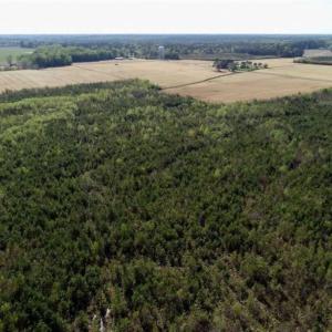 Photo of REDUCED!  218 Acres of Hunting and Timber Land For Sale in Gates County NC!