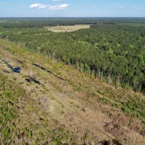 Photo of REDUCED!  218 Acres of Hunting and Timber Land For Sale in Gates County NC!