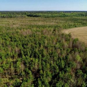 Photo of REDUCED!  218 Acres of Hunting and Timber Land For Sale in Gates County NC!