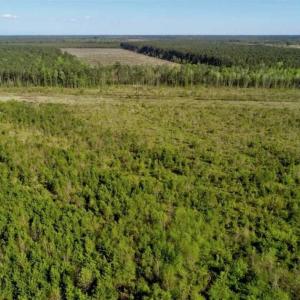 Photo of REDUCED!  218 Acres of Hunting and Timber Land For Sale in Gates County NC!