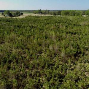 Photo of REDUCED!  218 Acres of Hunting and Timber Land For Sale in Gates County NC!