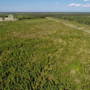 Photo of REDUCED!  218 Acres of Hunting and Timber Land For Sale in Gates County NC!