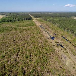 Photo of REDUCED!  218 Acres of Hunting and Timber Land For Sale in Gates County NC!