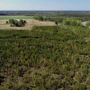 Photo of REDUCED!  218 Acres of Hunting and Timber Land For Sale in Gates County NC!