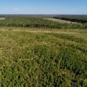 Photo of REDUCED!  218 Acres of Hunting and Timber Land For Sale in Gates County NC!