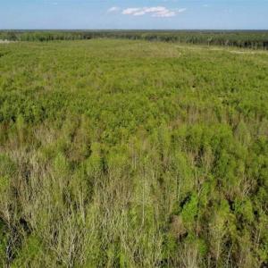 Photo of REDUCED!  218 Acres of Hunting and Timber Land For Sale in Gates County NC!