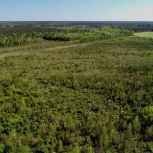 Photo of REDUCED!  218 Acres of Hunting and Timber Land For Sale in Gates County NC!