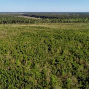 Photo of REDUCED!  218 Acres of Hunting and Timber Land For Sale in Gates County NC!