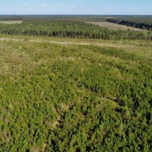 Photo of REDUCED!  218 Acres of Hunting and Timber Land For Sale in Gates County NC!
