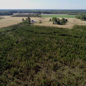 Photo of REDUCED!  218 Acres of Hunting and Timber Land For Sale in Gates County NC!
