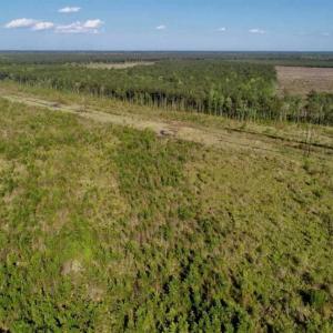 Photo of REDUCED!  218 Acres of Hunting and Timber Land For Sale in Gates County NC!