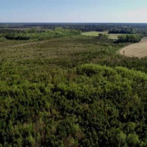 Photo of REDUCED!  218 Acres of Hunting and Timber Land For Sale in Gates County NC!