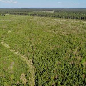 Photo of REDUCED!  218 Acres of Hunting and Timber Land For Sale in Gates County NC!