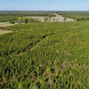Photo of REDUCED!  218 Acres of Hunting and Timber Land For Sale in Gates County NC!