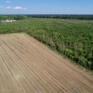 Photo of REDUCED!  218 Acres of Hunting and Timber Land For Sale in Gates County NC!