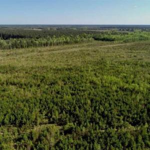 Photo of REDUCED!  218 Acres of Hunting and Timber Land For Sale in Gates County NC!