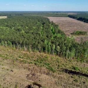 Photo of REDUCED!  218 Acres of Hunting and Timber Land For Sale in Gates County NC!