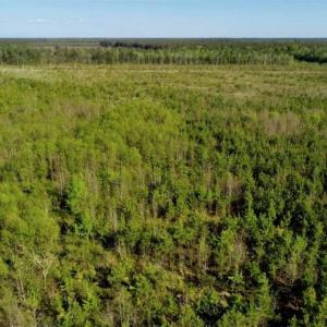 Photo of REDUCED!  218 Acres of Hunting and Timber Land For Sale in Gates County NC!