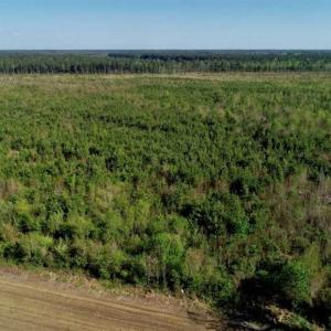 Photo of REDUCED!  218 Acres of Hunting and Timber Land For Sale in Gates County NC!