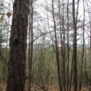 Photo of UNDER CONTRACT!! 33 Acres of Residential and Hunting Land in Alleghany County VA!