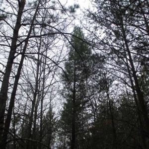 Photo of UNDER CONTRACT!! 33 Acres of Residential and Hunting Land in Alleghany County VA!