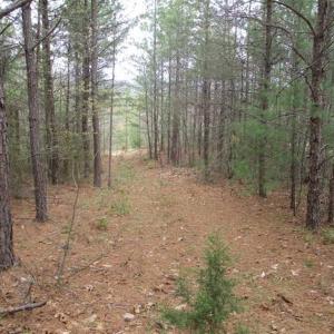 Photo of UNDER CONTRACT!! 33 Acres of Residential and Hunting Land in Alleghany County VA!