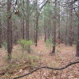 Photo of UNDER CONTRACT!! 33 Acres of Residential and Hunting Land in Alleghany County VA!