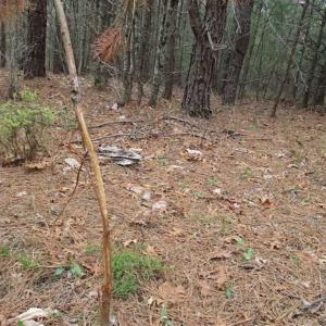 Photo of UNDER CONTRACT!! 33 Acres of Residential and Hunting Land in Alleghany County VA!