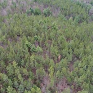 Photo of UNDER CONTRACT!! 33 Acres of Residential and Hunting Land in Alleghany County VA!