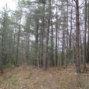 Photo of UNDER CONTRACT!! 33 Acres of Residential and Hunting Land in Alleghany County VA!