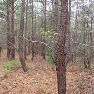 Photo of UNDER CONTRACT!! 33 Acres of Residential and Hunting Land in Alleghany County VA!
