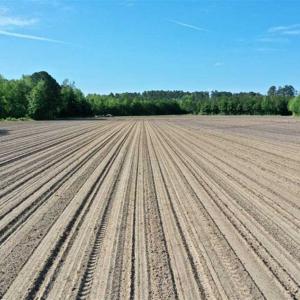 Photo of SOLD!!  48.41 Acres of Farm and Hunting Land For Sale in Columbus County NC!