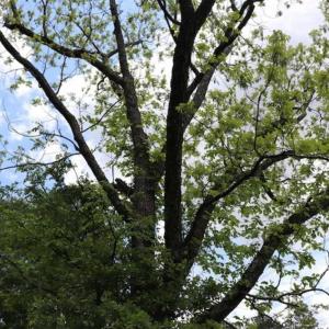 Photo of SOLD!!  19.47 Acres of Residential and Recreational Land in Harnett County NC!