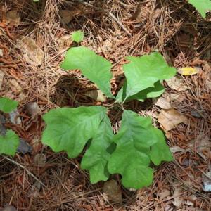 Photo of SOLD!!  19.47 Acres of Residential and Recreational Land in Harnett County NC!