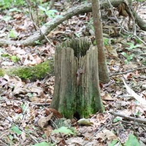 Photo of SOLD!!  19.47 Acres of Residential and Recreational Land in Harnett County NC!