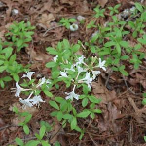 Photo of SOLD!!  19.47 Acres of Residential and Recreational Land in Harnett County NC!