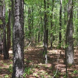 Photo of SOLD!!  19.47 Acres of Residential and Recreational Land in Harnett County NC!