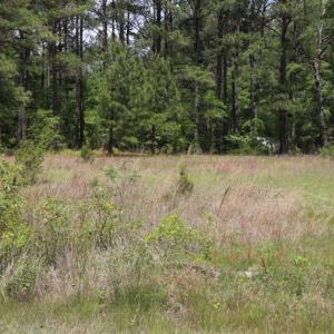 Photo of SOLD!!  19.47 Acres of Residential and Recreational Land in Harnett County NC!