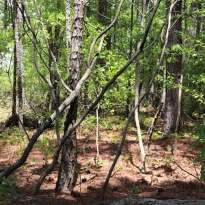 Photo of SOLD!!  19.47 Acres of Residential and Recreational Land in Harnett County NC!